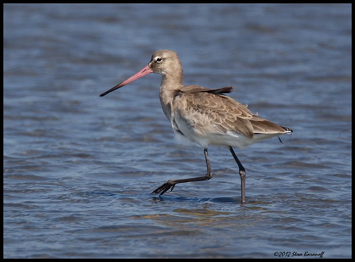 _2SB6006  Black-tailed Godwit.jpg